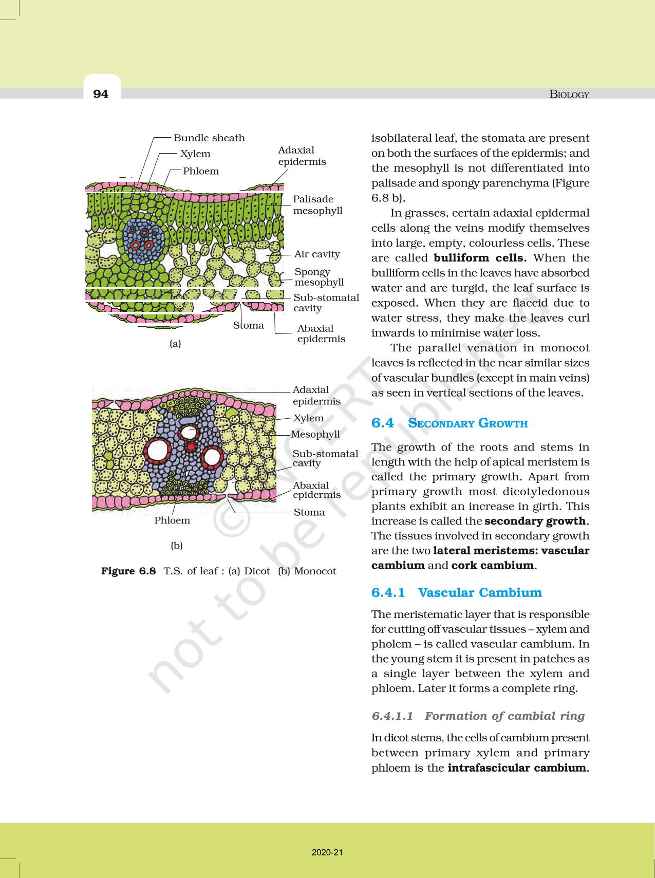 Anatomy Of Flowering Plants Ncert Book Of Class 11 Biology 